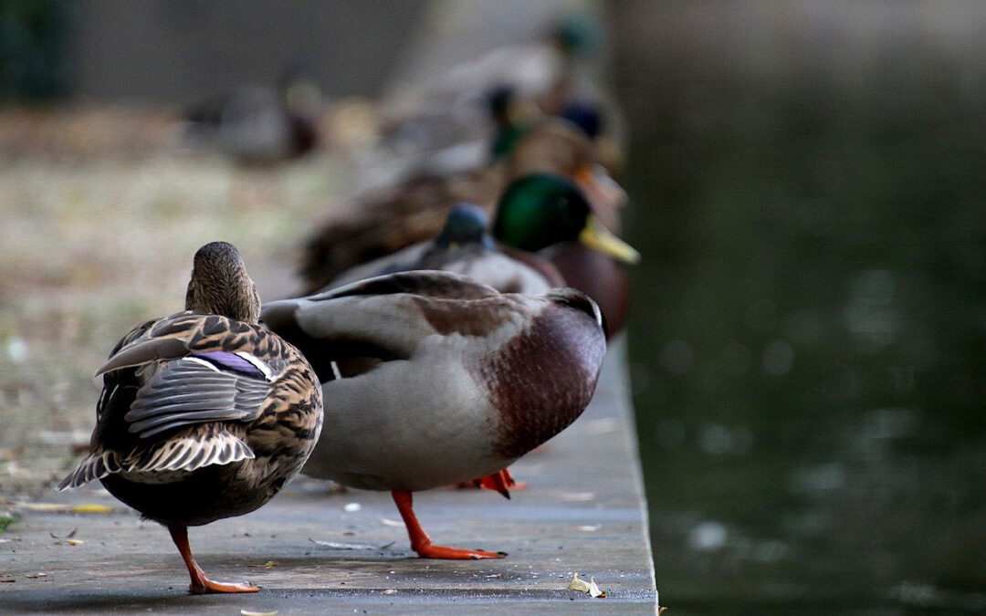 How to help your organisation be more brilliant